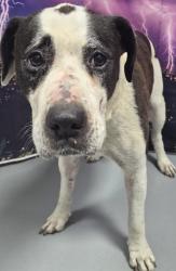 Found/Stray Unknown Dog last seen Located at Rockdale County Animal Service, 1506 Rockbridge Road, Conyers, GA 30012, Conyers, GA 30012