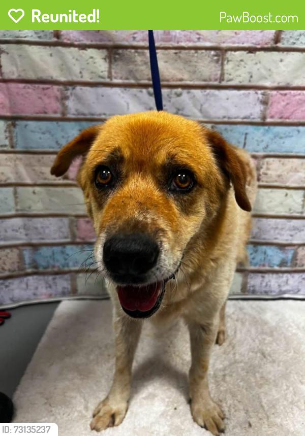 Reunited Male Dog last seen Located at Rockdale County Animal Service, 1506 Rockbridge Road, Conyers, GA 30012, Conyers, GA 30012