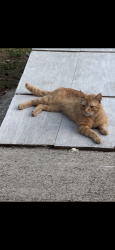 Lost Male Cat last seen Birchcrest BLVD, Port Charlotte, FL 33952