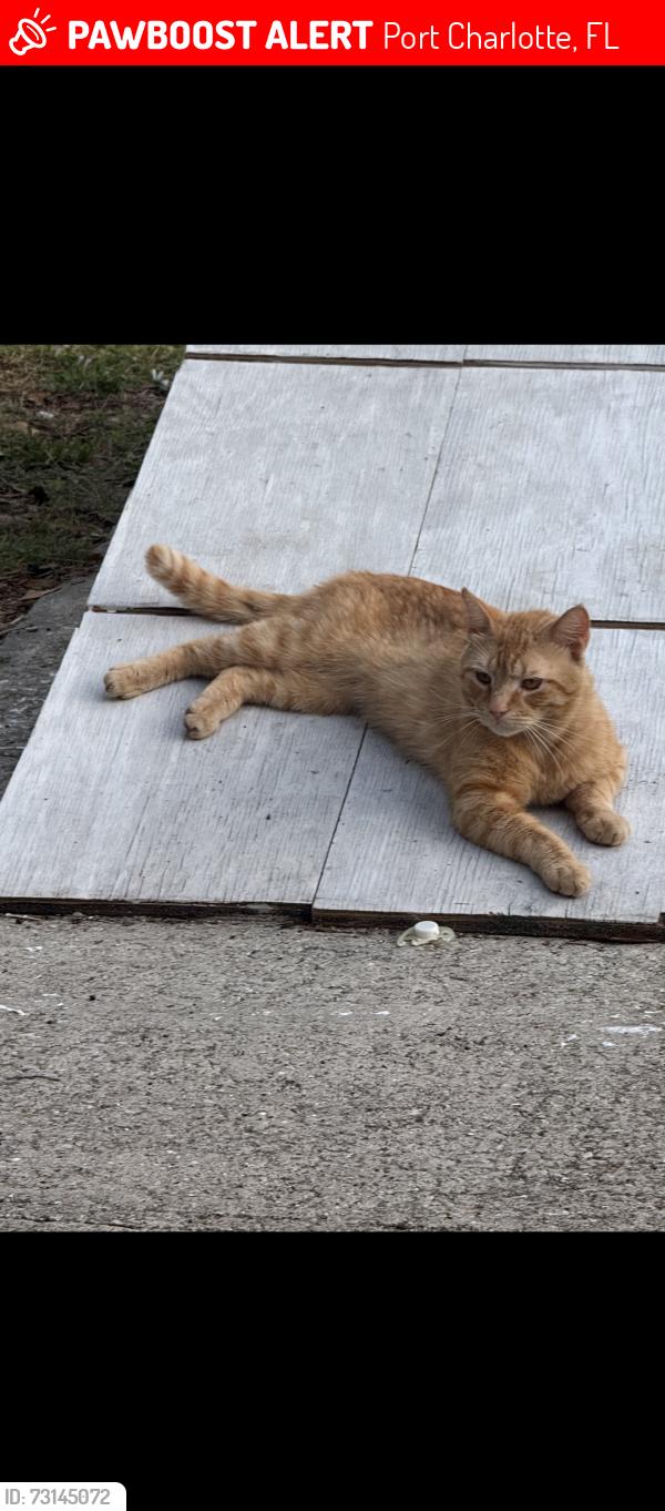 Lost Male Cat last seen Birchcrest BLVD, Port Charlotte, FL 33952