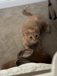 Lost Male Cat last seen Shepherd & Temperance, Clovis, CA 93619