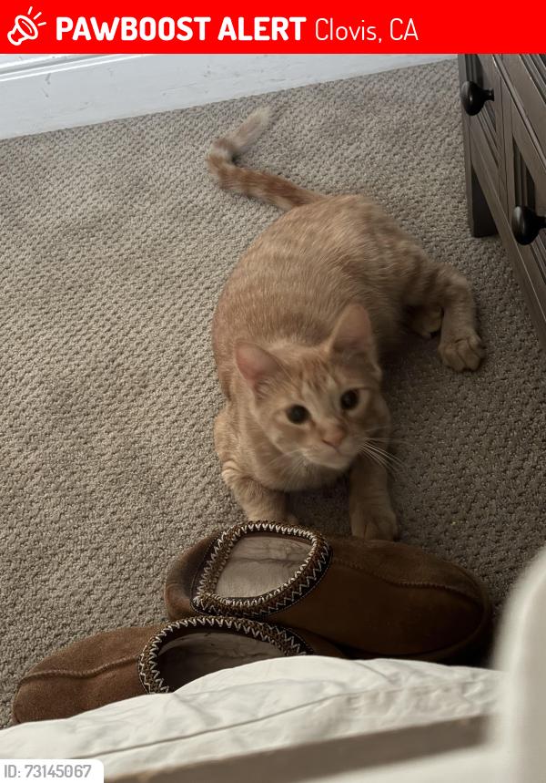 Lost Male Cat last seen Shepherd & Temperance, Clovis, CA 93619