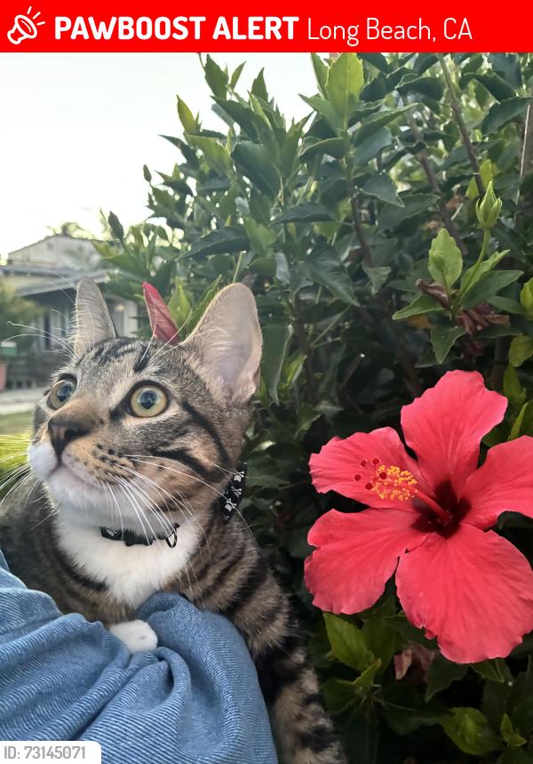 Lost Male Cat last seen Near pine ave long beach, Long Beach, CA 90806