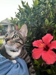 Lost Male Cat last seen Near pine ave long beach, Long Beach, CA 90806