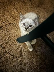 Found/Stray Unknown Cat last seen Ace hardware parking lot, Sacramento, CA 95822