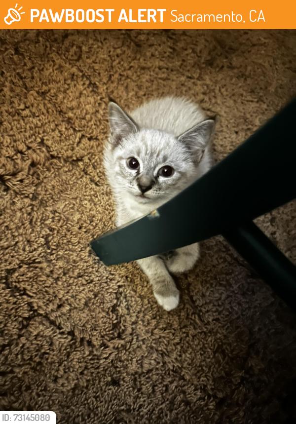 Found/Stray Unknown Cat last seen Ace hardware parking lot, Sacramento, CA 95822