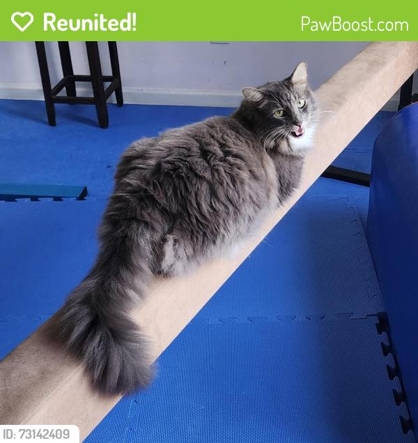 Reunited Male Cat last seen Del Mar subdivision, High Point, NC 27262