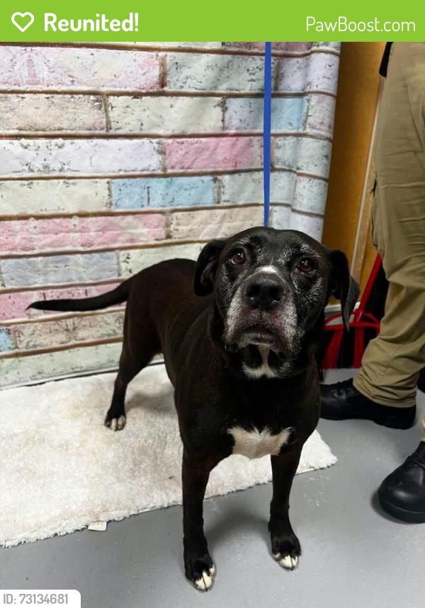 Reunited Female Dog last seen Located at Rockdale County Animal Service, 1506 Rockbridge Road, Conyers, GA 30012, Conyers, GA 30012