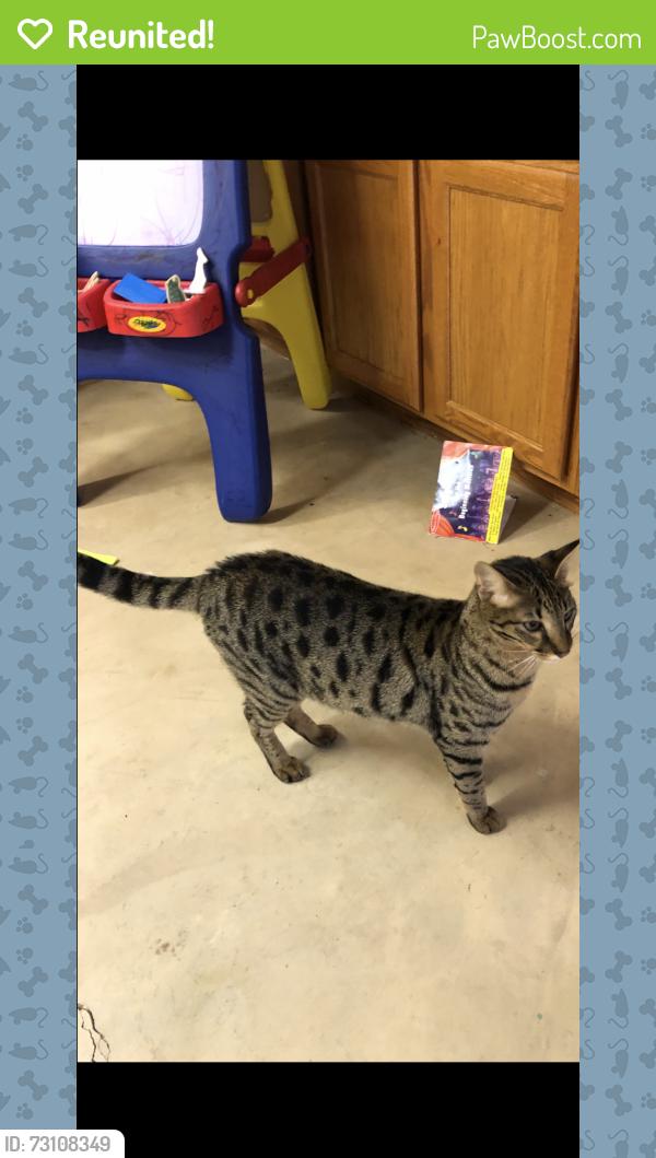 Reunited Male Cat last seen Longacre Ponds apmts., Fairview Heights, IL 62208