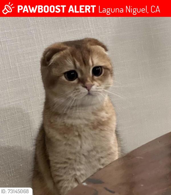 Lost Female Cat last seen Near Teton Court Laguna Niguel, Laguna Niguel, CA 92677