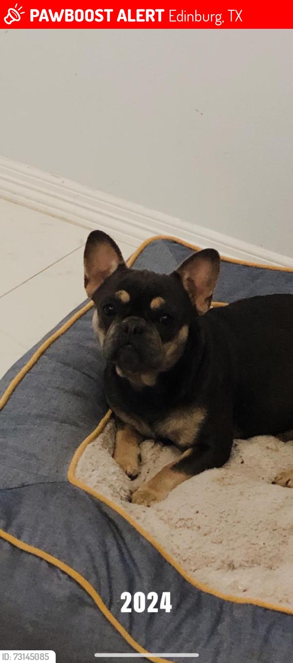 Lost Female Dog last seen Near, Edinburg, TX 78542