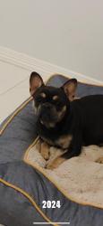 Lost Female Dog last seen Near, Edinburg, TX 78542