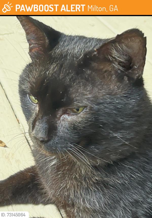 Found/Stray Male Cat last seen Watboro Hill dr, Milton, GA 30004
