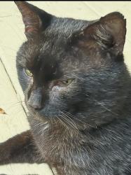 Found/Stray Male Cat last seen Watboro Hill dr, Milton, GA 30004