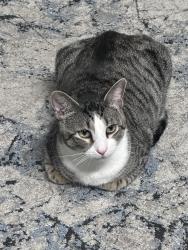 Lost Male Cat last seen Neighborhood of : 3053 Colonial Rd. Harrisburg PA 17109., Harrisburg, PA 17112