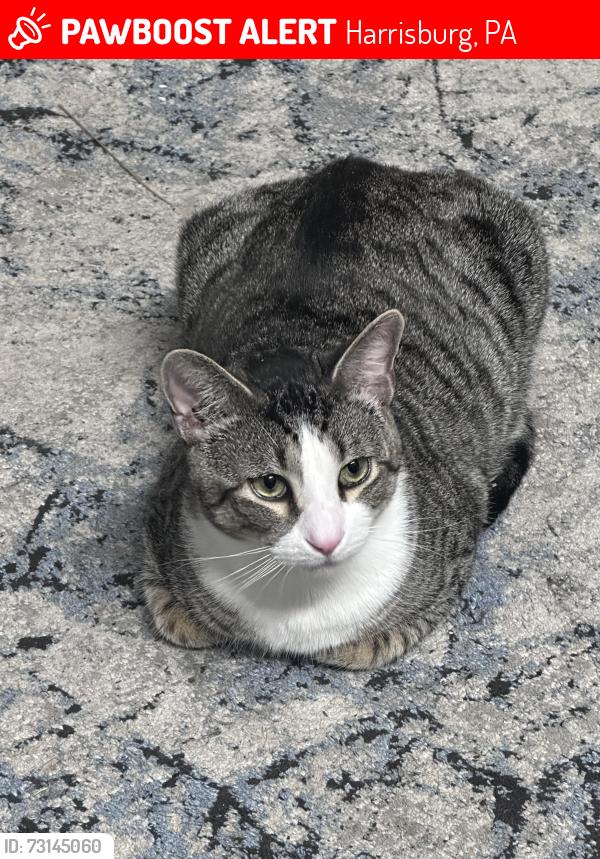 Lost Male Cat last seen Neighborhood of : 3053 Colonial Rd. Harrisburg PA 17109., Harrisburg, PA 17112