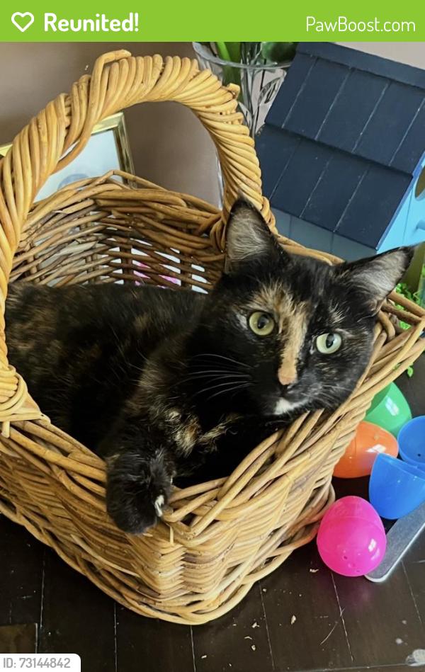 Reunited Female Cat last seen Stanton Avenue, Holy Spirit church, Hoffman Road, Pittsburgh, PA 15209