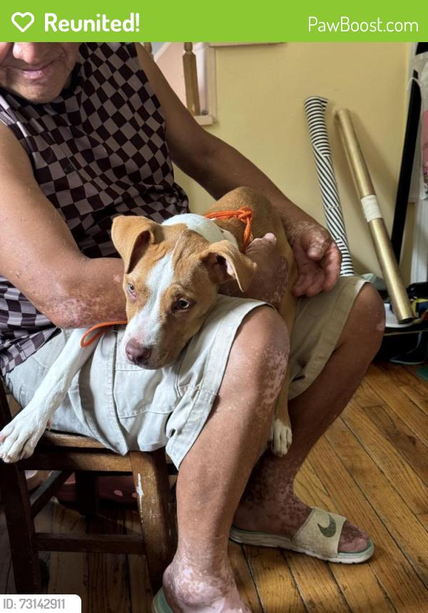 Reunited Female Dog last seen Dewey park, Montgomery County, MD 20895