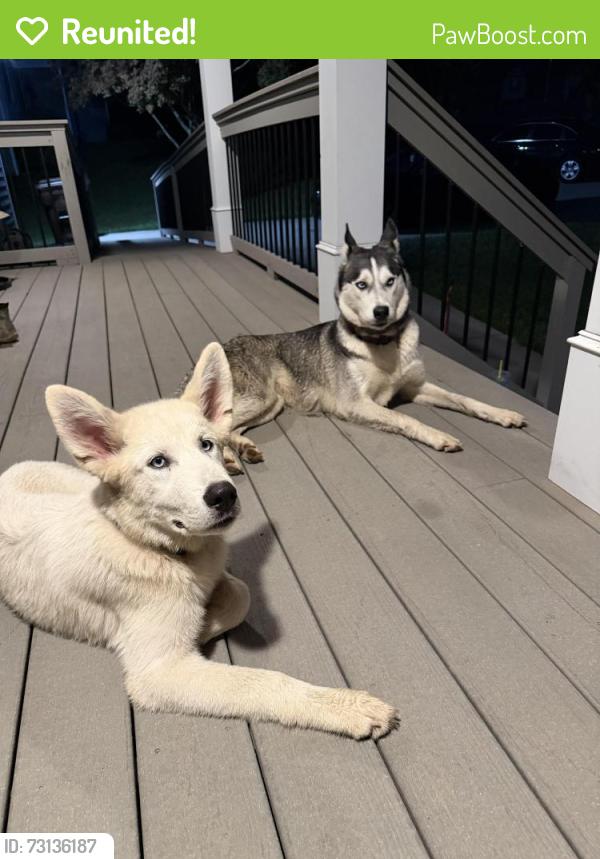 Reunited Female Dog last seen old federal rd, South Cleveland, TN 37311