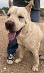 Found/Stray Male Dog last seen Bopp, Tucson, AZ 85746