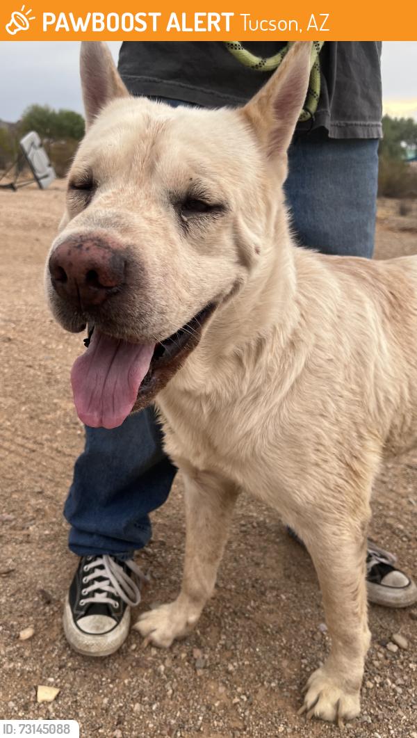 Found/Stray Male Dog last seen Bopp, Tucson, AZ 85746