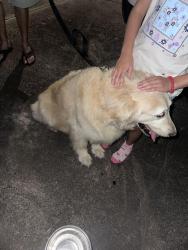Reunited Female Dog last seen North landing and west neck, Virginia Beach, VA 23456
