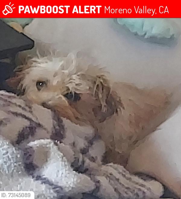 Lost Female Dog last seen Patricia Ln, Moreno Valley, CA 92553