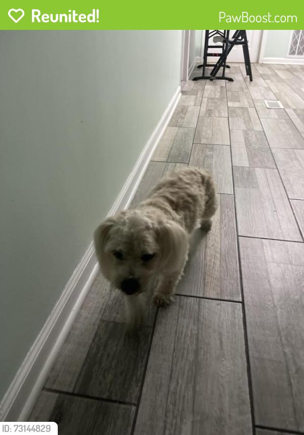 Reunited Male Dog last seen North Ave and Kedvale, Chicago, IL 60651