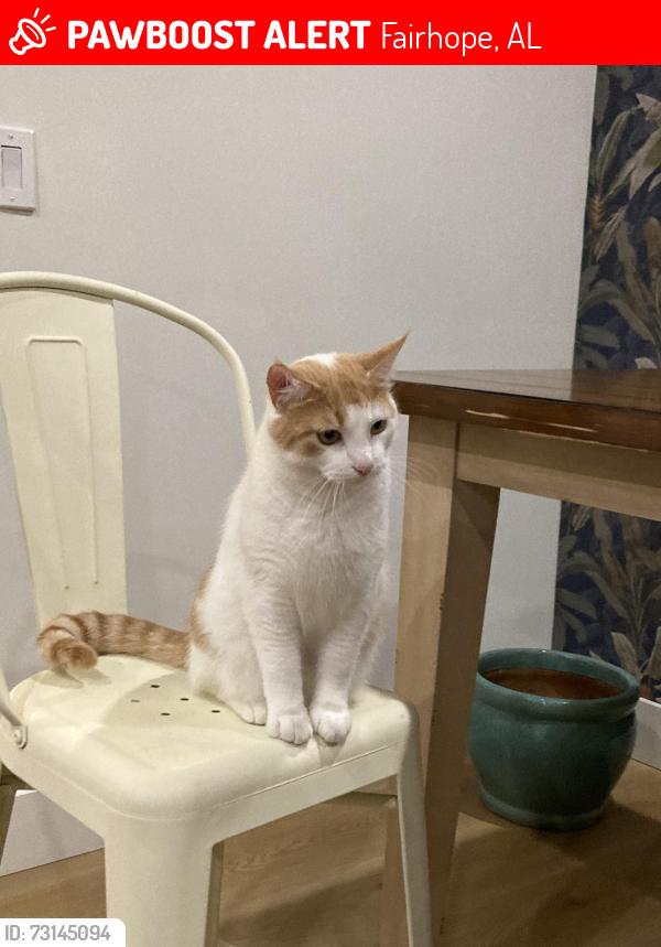 Lost Male Cat last seen N Bancroft Street, Fairhope, AL 36532