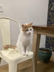 Lost Male Cat last seen N Bancroft Street, Fairhope, AL 36532