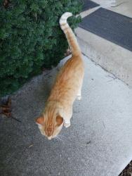 Reunited Male Cat last seen Willott, St. Peters, MO 63376