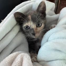 Shelter Stray Female Cat last seen , 8020 Washington St, Port Richey, FL 34668, USA