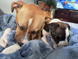 Reunited Male Dog last seen Se 24th, Ocala, FL 34471