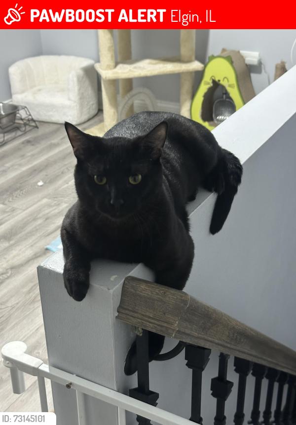 Lost Male Cat last seen Chicago st, Elgin, IL 60120