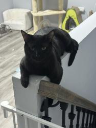 Lost Male Cat last seen Chicago st, Elgin, IL 60120