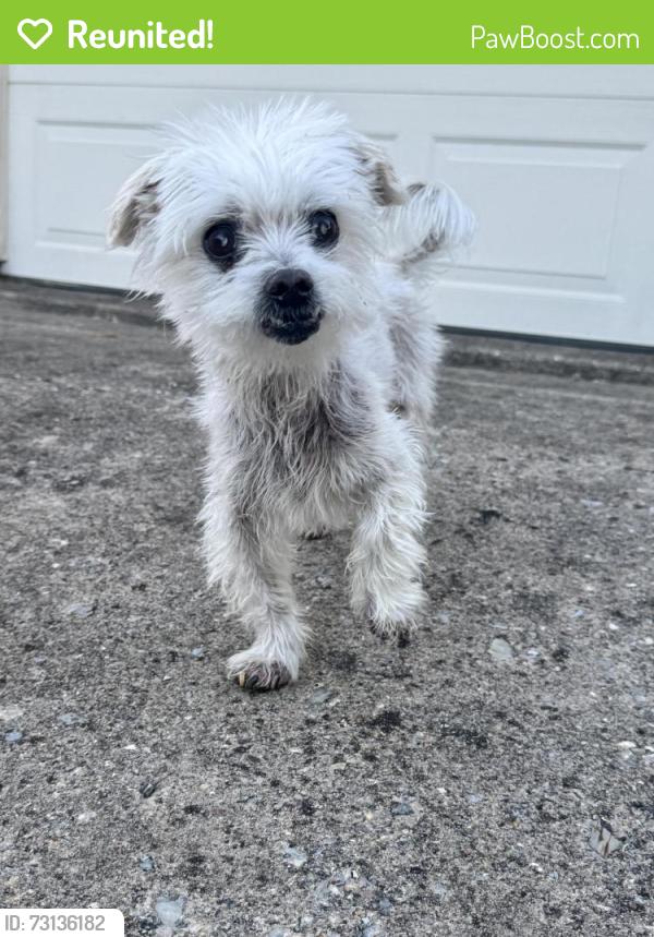 Reunited Male Dog last seen Lewis Canyon Lane, McKinney TX 75071, McKinney, TX 75071