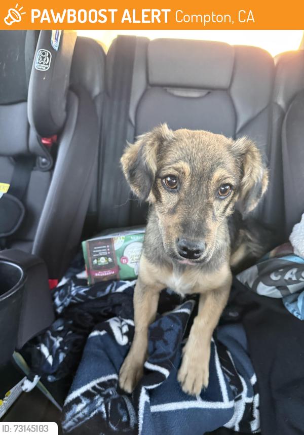 Found/Stray Female Dog last seen Raymond Street Park, Compton, CA 90220