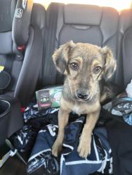Found/Stray Female Dog last seen Raymond Street Park, Compton, CA 90220
