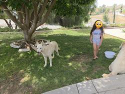 Reunited Female Dog last seen Cole Ave, California, USA, Riverside County, CA 92508