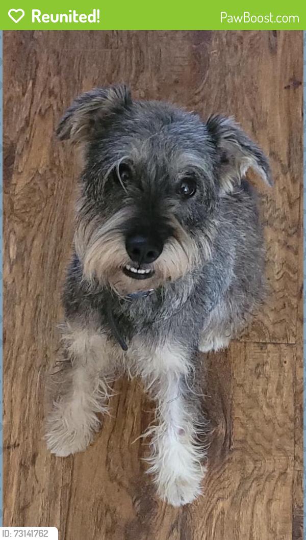 Reunited Male Dog last seen Pollock and Serene, Las Vegas, NV 89123
