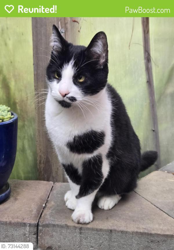 Reunited Female Cat last seen E. 30th st. And 14th, Oakland, CA 94606