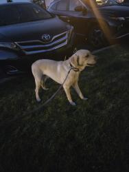 Reunited Male Dog last seen I70 and hilliard Rome, Columbus, OH 43228
