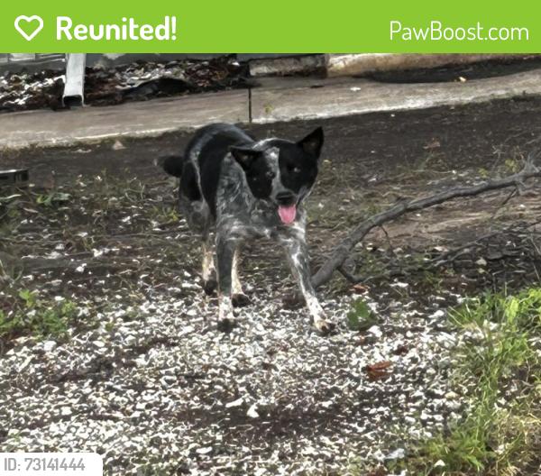 Reunited Male Dog last seen Near Parker rd e, Haltom City, TX 76117