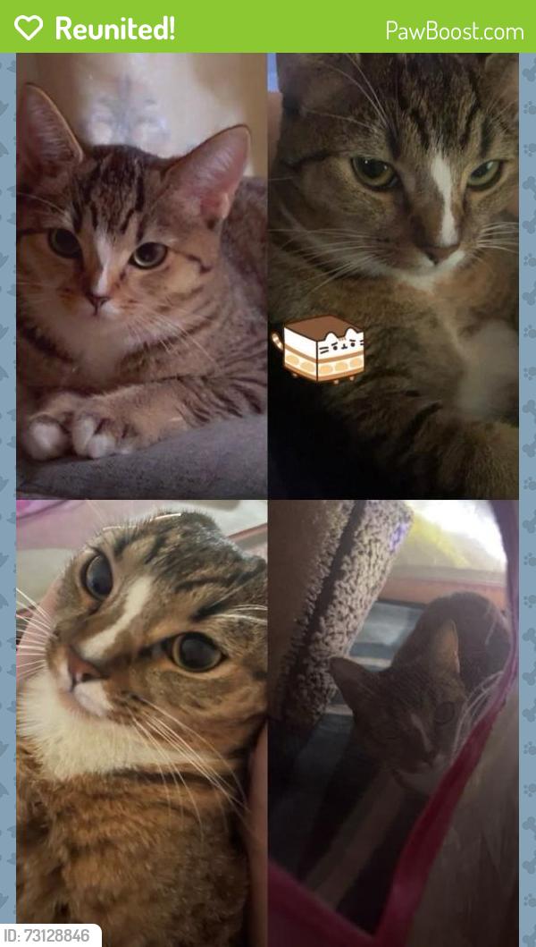 Reunited Female Cat last seen Near bell street apmts., Fremont, CA 94536