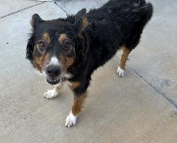 Reunited Unknown Dog last seen corner of Faith Street & Julian Lane, Fontana, CA 92336