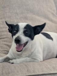 Reunited Female Dog last seen Ruby chip & Blue Brick dr, Tucson, AZ 85743