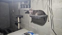 Reunited Male Cat last seen Rockville and Holt, Indianapolis, IN 46222
