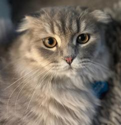 Reunited Male Cat last seen Pleasant Hill Library, Pleasant Hill, CA 94523