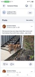 Found/Stray Unknown Dog last seen Shell fuel station, IRIS apmt complex is opposite to Rivesrtone apmts., San Antonio, TX 78240