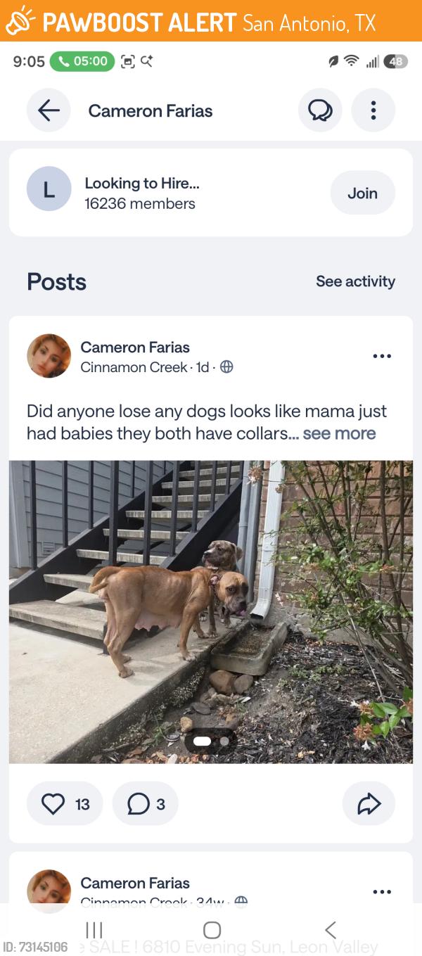 Found/Stray Unknown Dog last seen Shell fuel station, IRIS apmt complex is opposite to Rivesrtone apmts., San Antonio, TX 78240